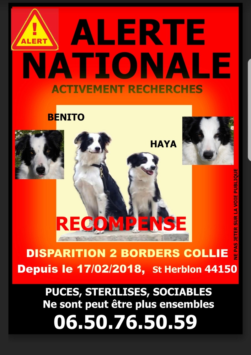 Benito  et Haya, borders, toujours introuvables depuis le 17/02/18 Screen10