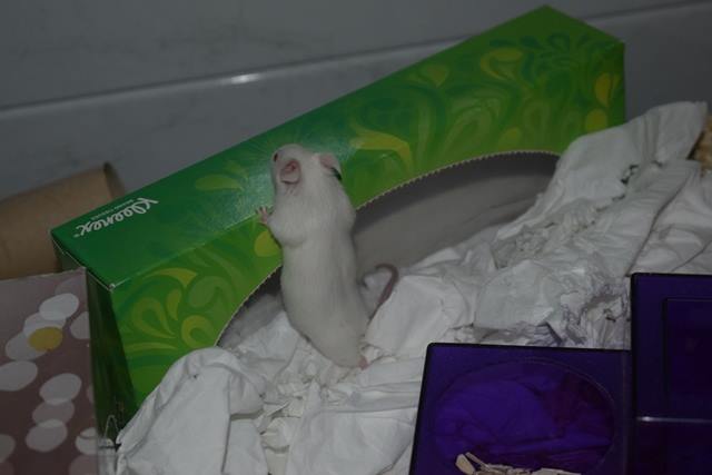 9 souris femelles (1 maman / 4 nées 12/2017 / 4 nées 01/2018) 18020406203422445415535417