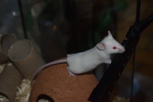9 souris femelles (1 maman / 4 nées 12/2017 / 4 nées 01/2018) 18020406203422445415535418
