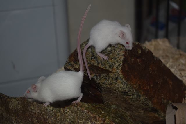 9 souris femelles (1 maman / 4 nées 12/2017 / 4 nées 01/2018) 18020406203422445415535419