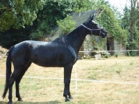 aurèle 35