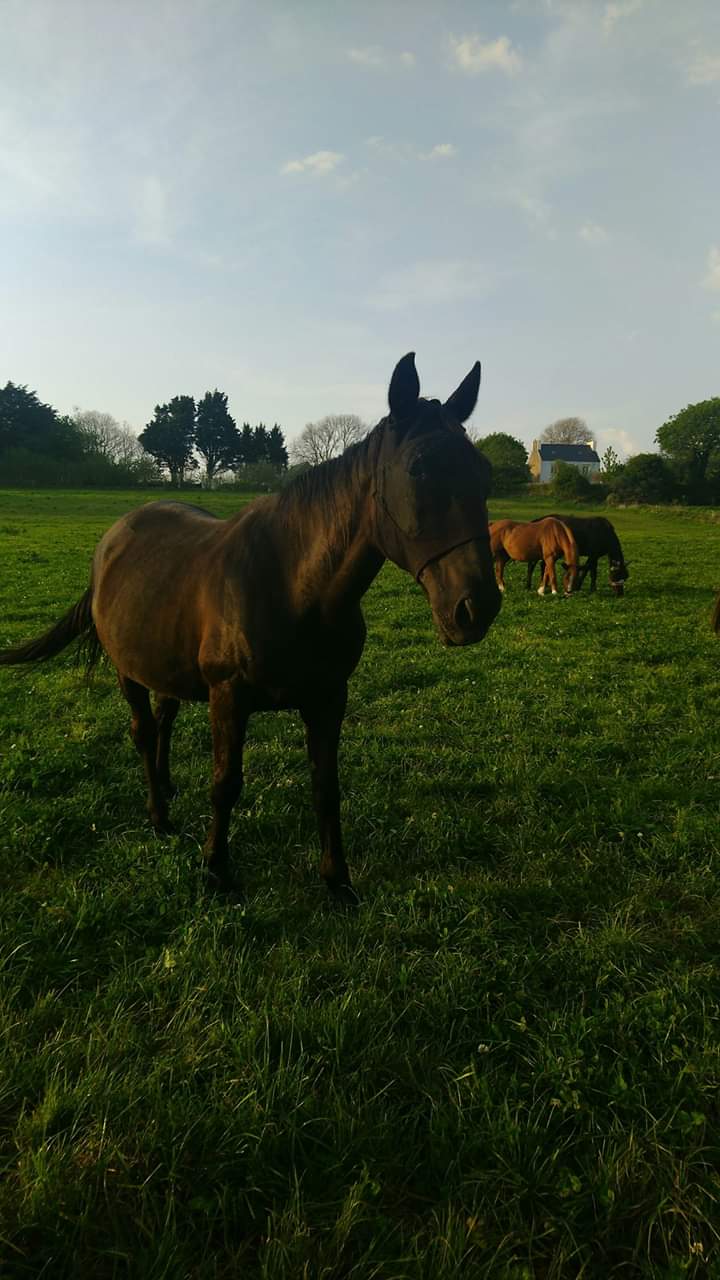 KERGOAT DU ROC - trotteur PP noir - 21 ans - Page 4 Fb_img14