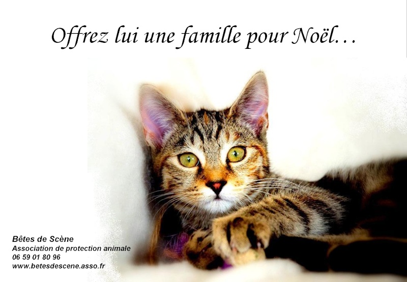 NOUVEAU : AFFICHES BDS ! Image111