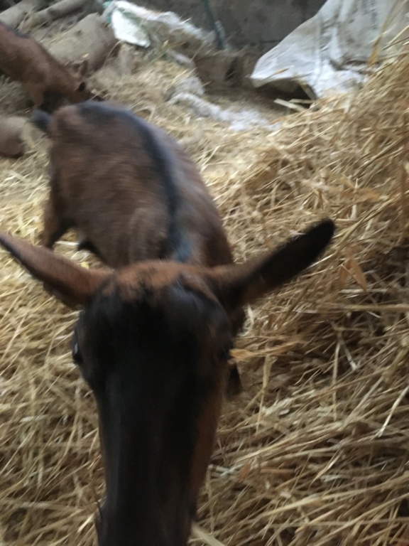 IDEM - Chèvre réformée d'élevage 3695f110