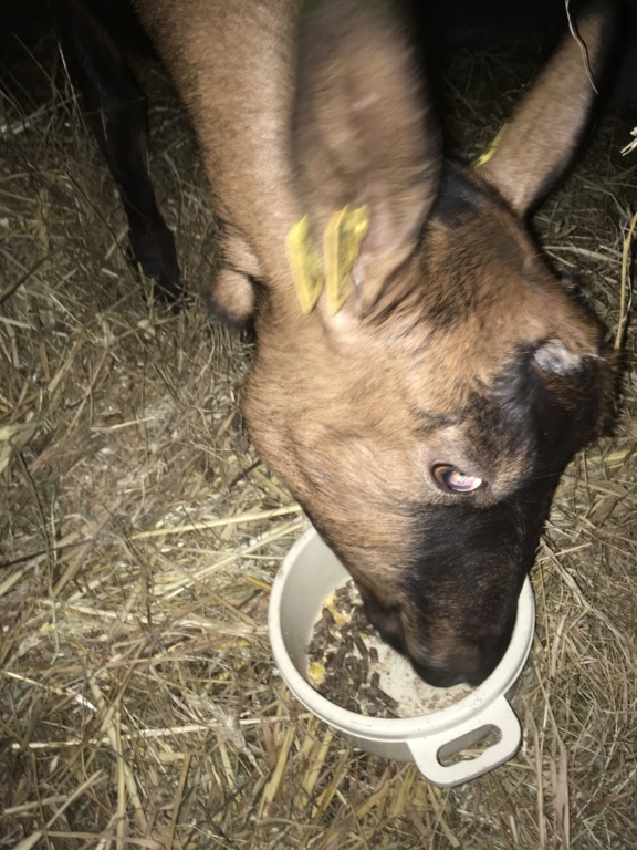 IDEM - Chèvre réformée d'élevage 3c7d8610