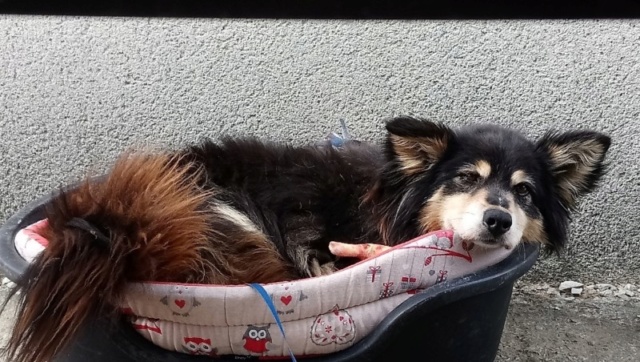 Izzy - femelle x berger australien (01/01/2013) 20190610