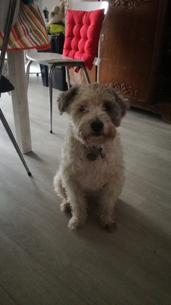 Idéfix - mâle x fox terrier (01/01/2008) 20190211