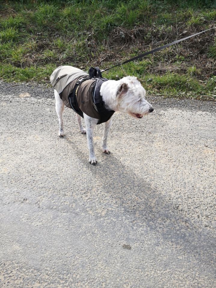 Idéfix - mâle x fox terrier (01/01/2008) 20190320