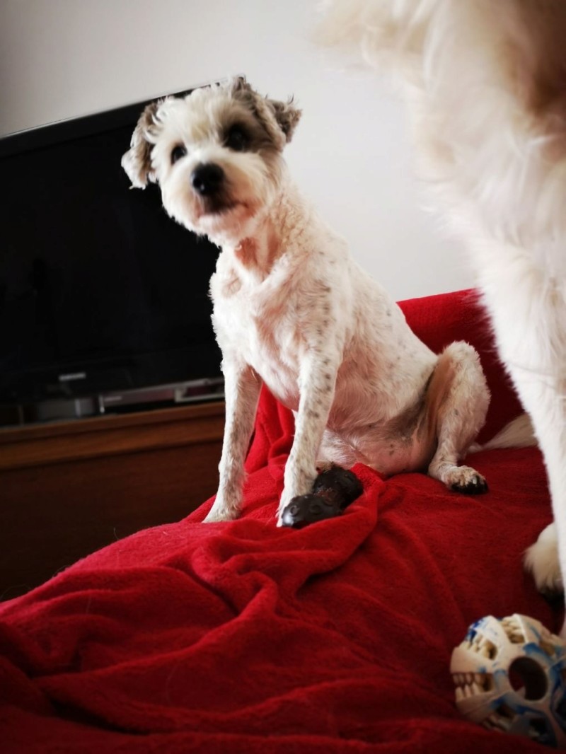 Idéfix - mâle x fox terrier (01/01/2008) 20190327