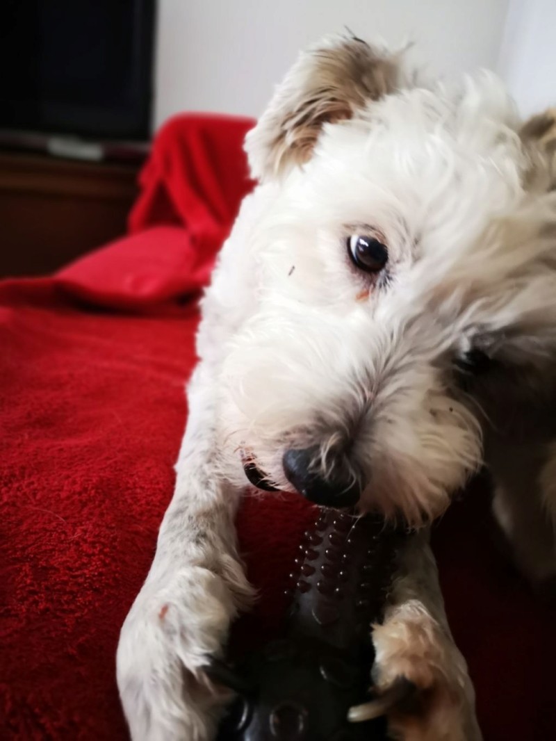 Idéfix - mâle x fox terrier (01/01/2008) 20190328