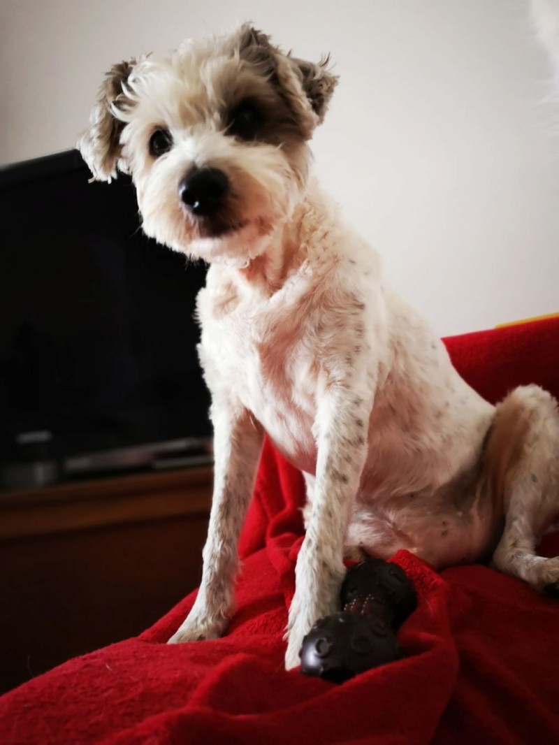 Idéfix - mâle x fox terrier (01/01/2008) 20190329