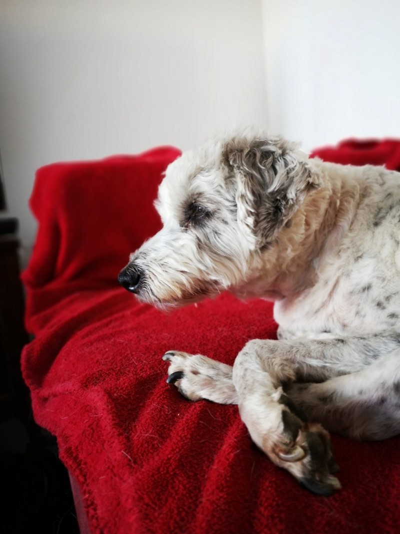 Idéfix - mâle x fox terrier (01/01/2008) 20190331