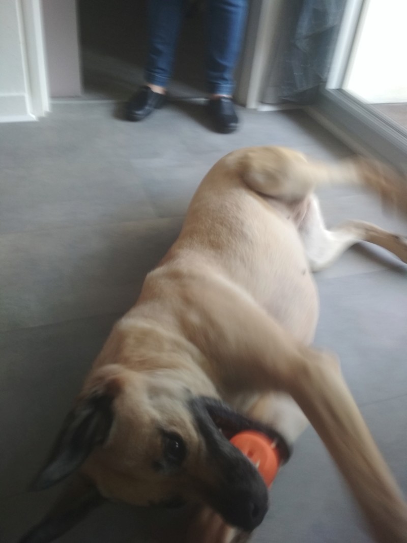 IVANA, Femelle X cane / berger (01/02/2013)  - Page 3 20190424