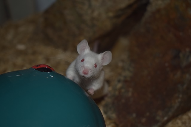 9 souris femelles (1 maman / 4 nées 12/2017 / 4 nées 01/2018)  Dsc_0049