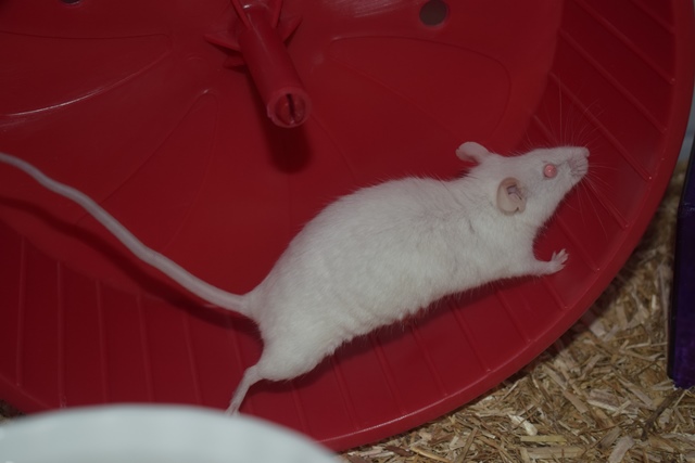 9 souris femelles (1 maman / 4 nées 12/2017 / 4 nées 01/2018)  Dsc_0050