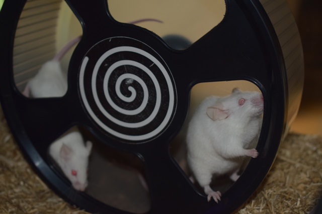 9 souris femelles (1 maman / 4 nées 12/2017 / 4 nées 01/2018)  Dsc_0051