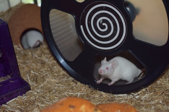 9 souris femelles (1 maman / 4 nées 12/2017 / 4 nées 01/2018)  Dsc_0052