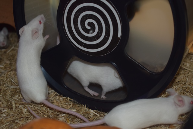 9 souris femelles (1 maman / 4 nées 12/2017 / 4 nées 01/2018)  Dsc_0054