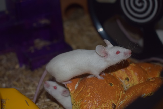 9 souris femelles (1 maman / 4 nées 12/2017 / 4 nées 01/2018)  Dsc_0057