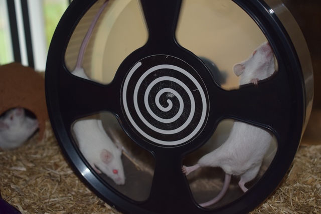 9 souris femelles (1 maman / 4 nées 12/2017 / 4 nées 01/2018)  Dsc_0058