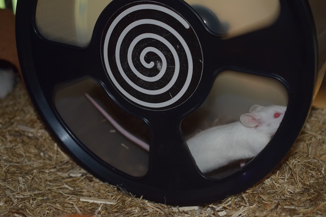 9 souris femelles (1 maman / 4 nées 12/2017 / 4 nées 01/2018)  Dsc_0059