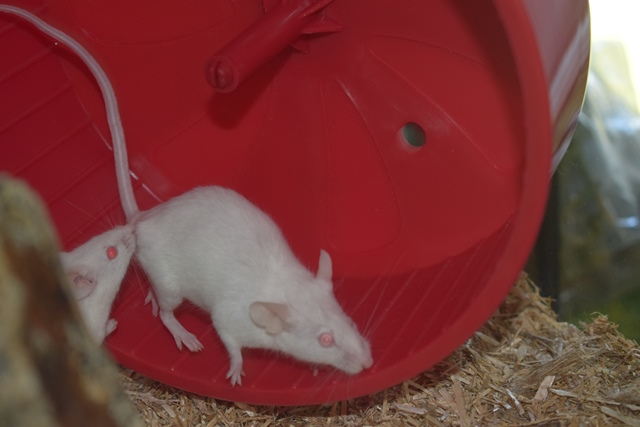 9 souris femelles (1 maman / 4 nées 12/2017 / 4 nées 01/2018)  Dsc_0060