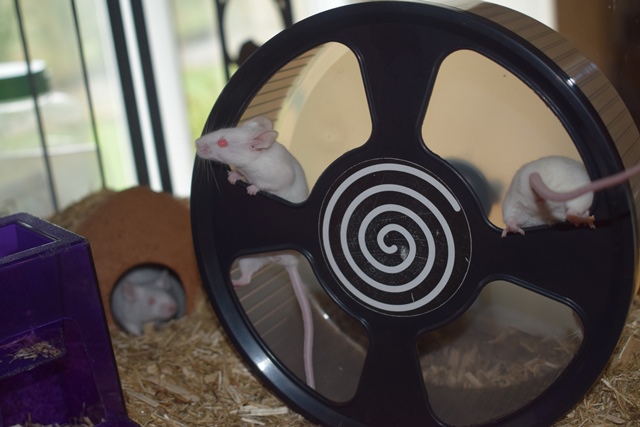 9 souris femelles (1 maman / 4 nées 12/2017 / 4 nées 01/2018)  Dsc_0061