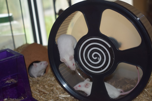 9 souris femelles (1 maman / 4 nées 12/2017 / 4 nées 01/2018)  Dsc_0062