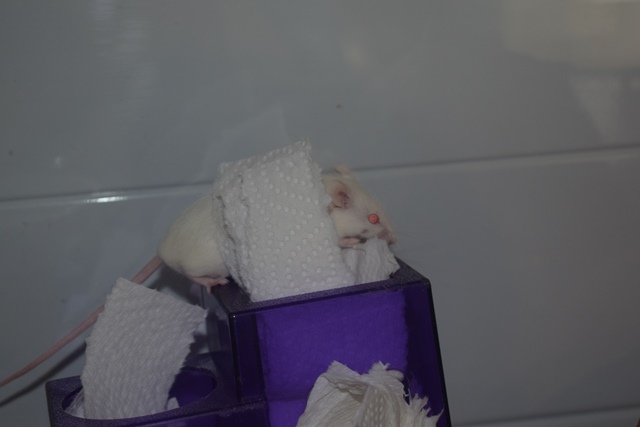 9 souris femelles (1 maman / 4 nées 12/2017 / 4 nées 01/2018)  Dsc_0063