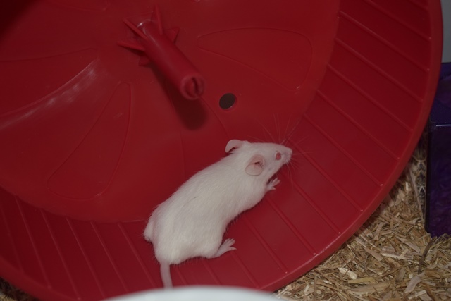 9 souris femelles (1 maman / 4 nées 12/2017 / 4 nées 01/2018)  Dsc_0064