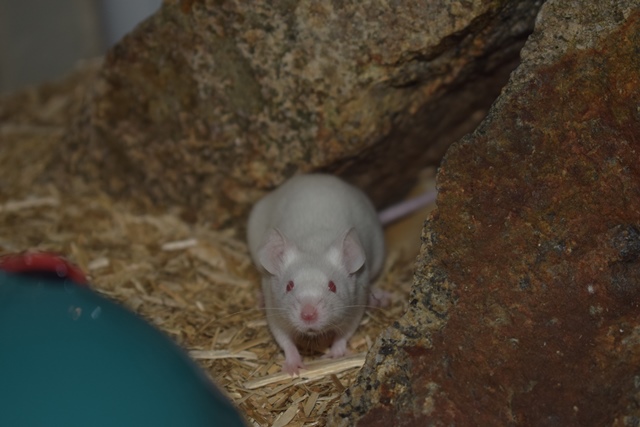 9 souris femelles (1 maman / 4 nées 12/2017 / 4 nées 01/2018)  Dsc_0065