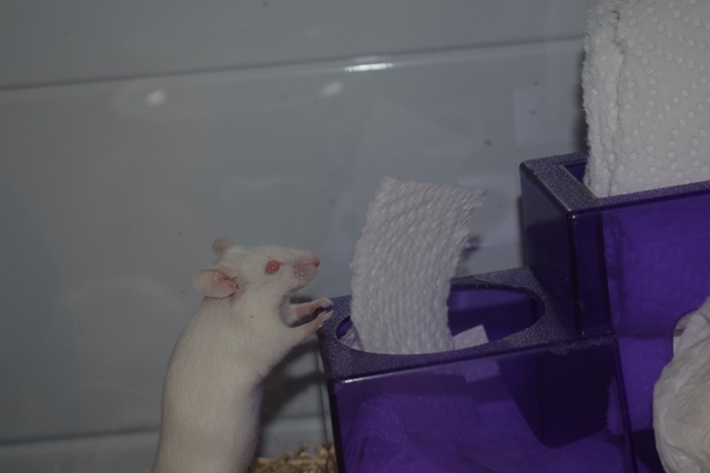 9 souris femelles (1 maman / 4 nées 12/2017 / 4 nées 01/2018)  Dsc_0066