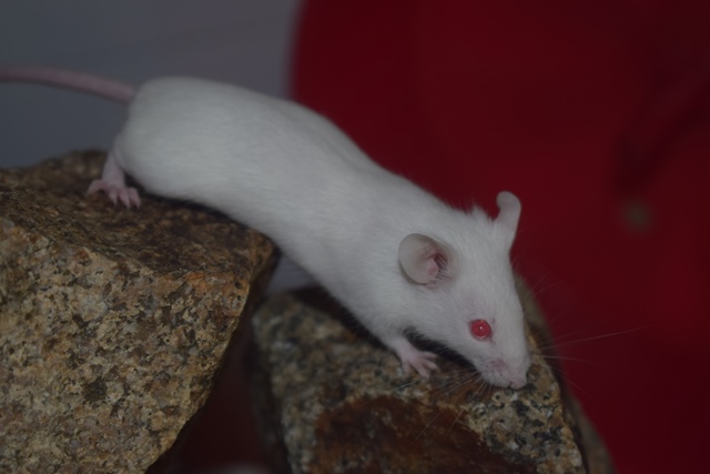 9 souris femelles (1 maman / 4 nées 12/2017 / 4 nées 01/2018)  Dsc_0067