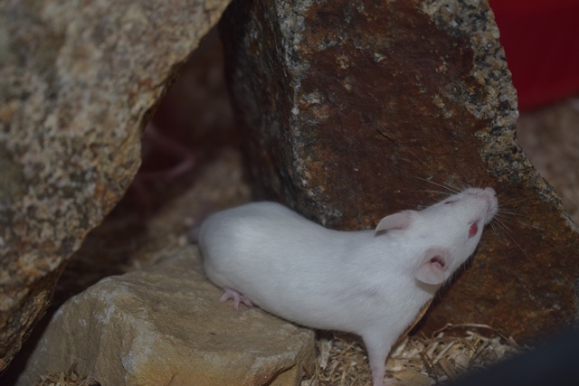 9 souris femelles (1 maman / 4 nées 12/2017 / 4 nées 01/2018)  Dsc_0068