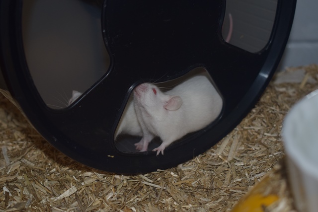 9 souris femelles (1 maman / 4 nées 12/2017 / 4 nées 01/2018)  Dsc_0069