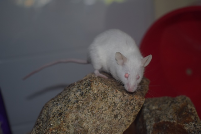 9 souris femelles (1 maman / 4 nées 12/2017 / 4 nées 01/2018)  Dsc_0070