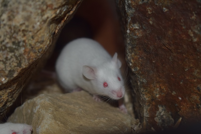 9 souris femelles (1 maman / 4 nées 12/2017 / 4 nées 01/2018)  Dsc_0071