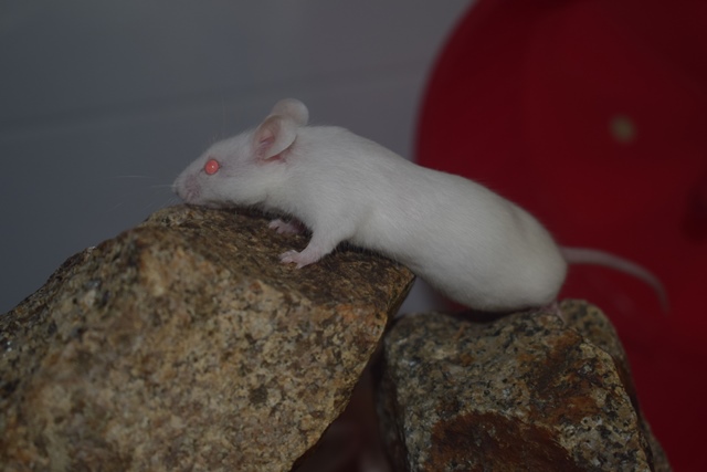 9 souris femelles (1 maman / 4 nées 12/2017 / 4 nées 01/2018)  Dsc_0072