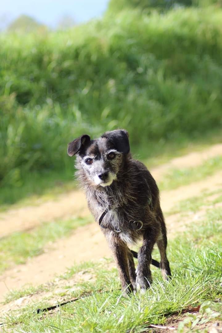 Luron - mâle x ratier (01/05/2008) 20190411