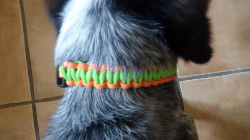 Boutique en ligne Collie11