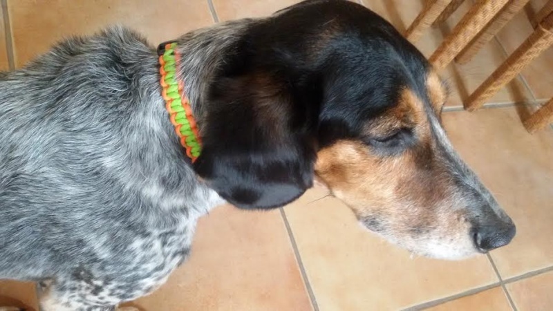 Boutique en ligne Collie12